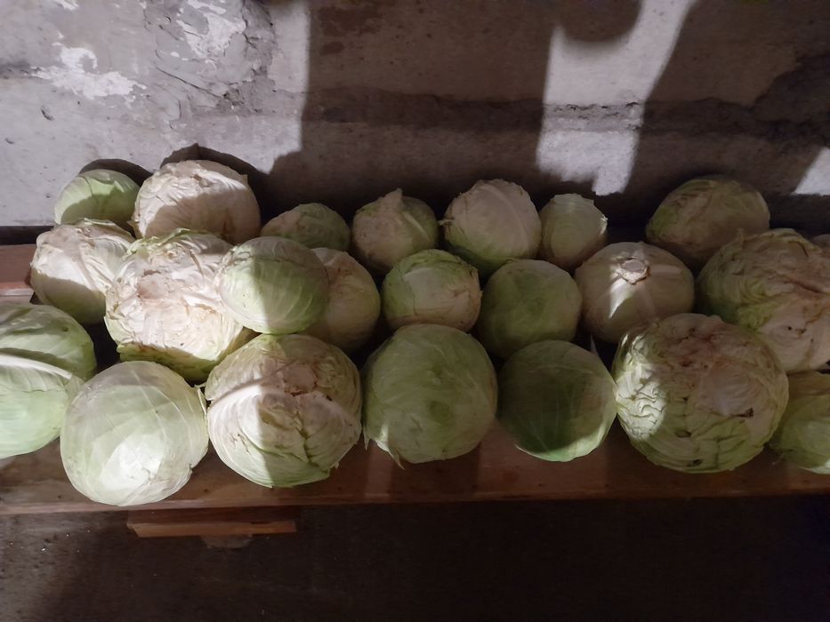 Продам капусту домашнюю