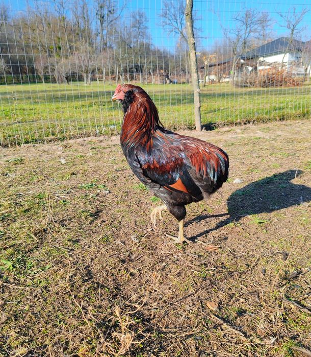 Vând cocoși Araucana
