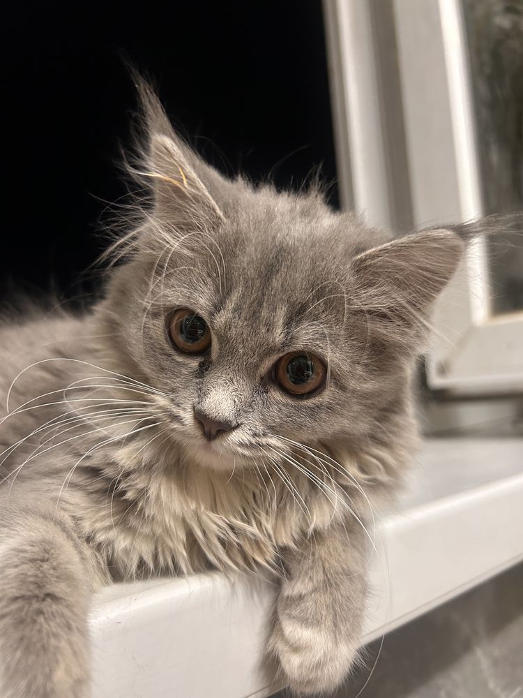 котенок, игривые, красааица девочка