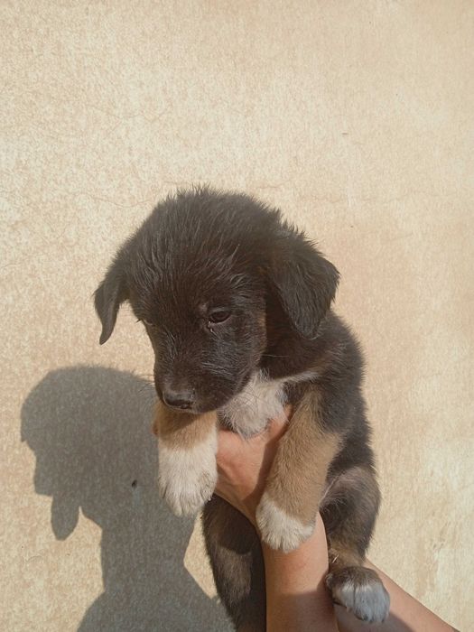 Пристроить собак