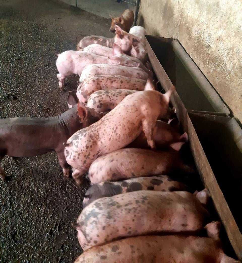 Продавам прасета