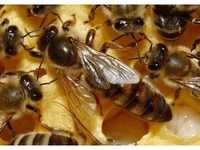 Биологични пчелни Майки и Отводки по програмите 2024