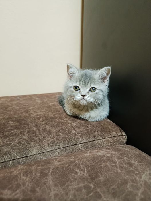 Mushuklar sotiladi