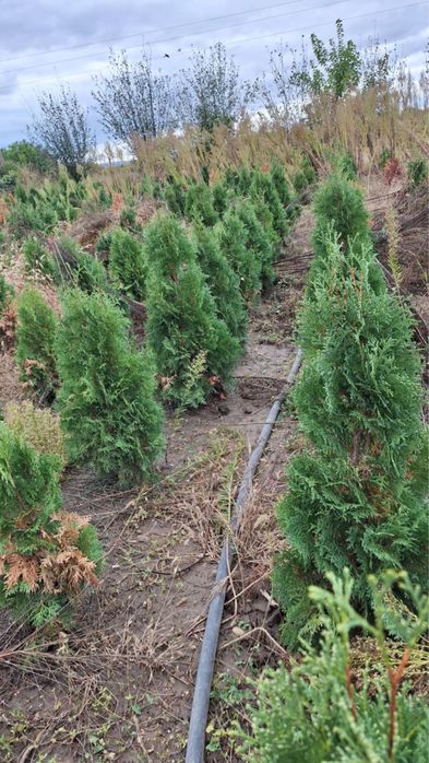 Туя, западна смарагд