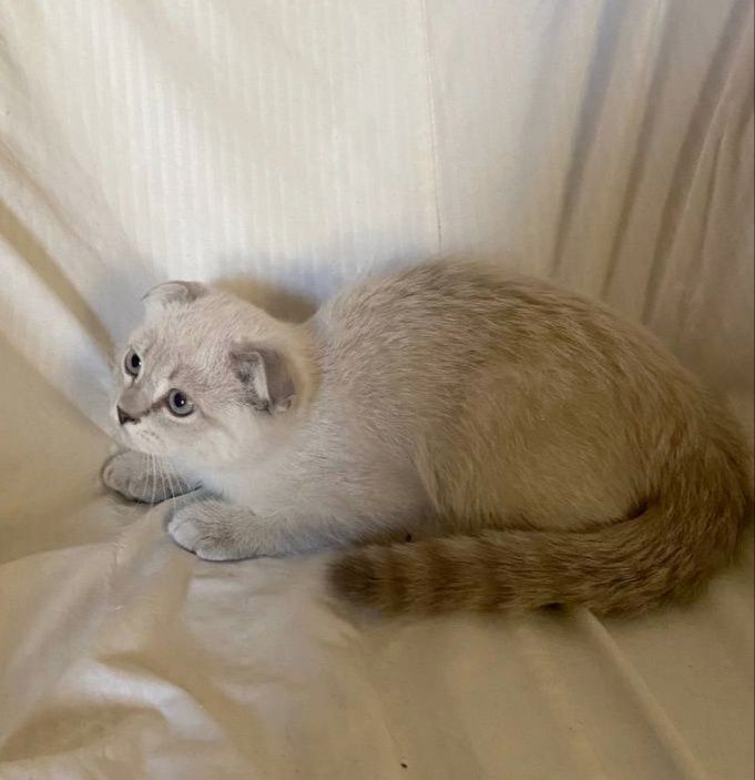Продам породистые котят