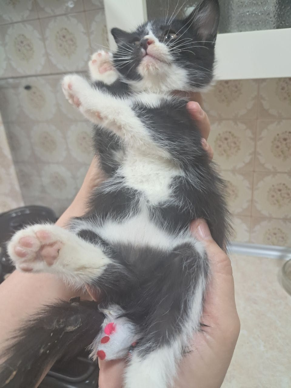 Котята бесплатно даром