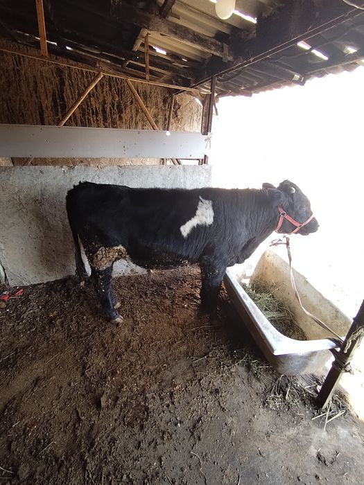 Buqa sotlad 1  yoshar boy 125 23 milon kam bor