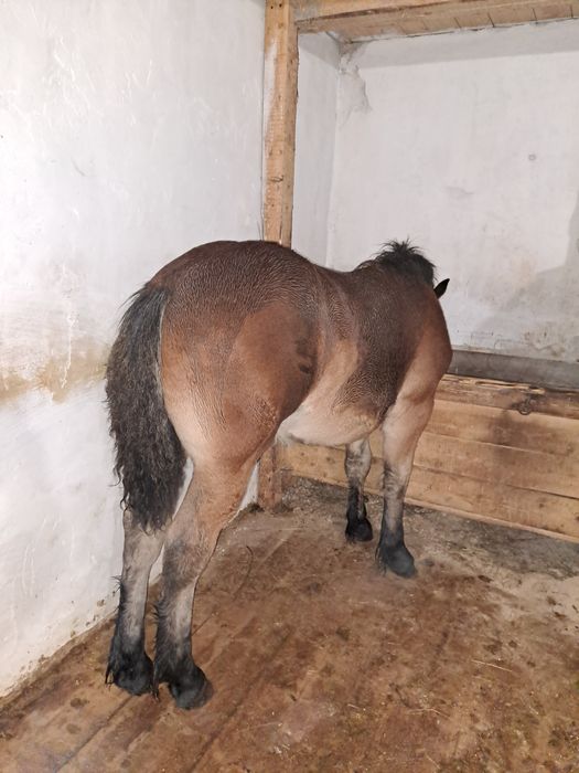 Manza de 5 luni de vanzare
