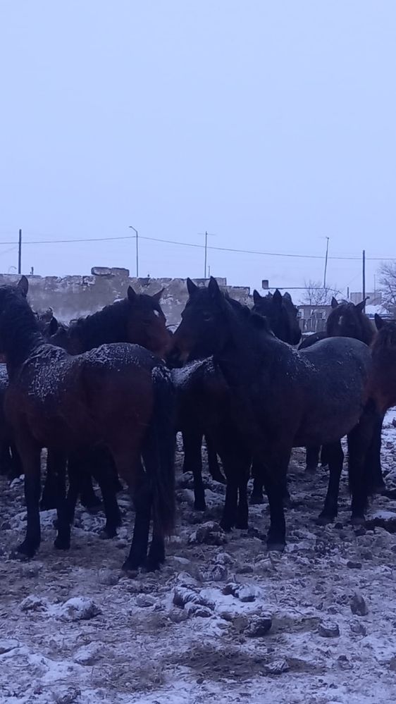 2 буаз бие сатылады