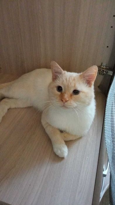 Трогательный котик ищет дом