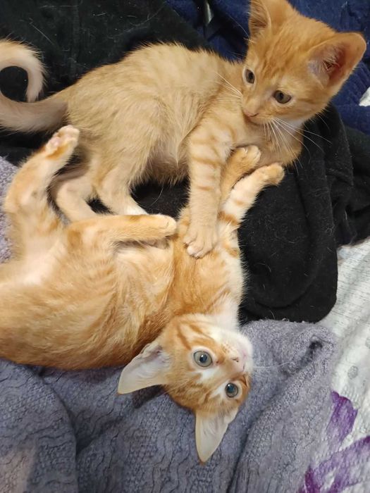 ПОДАРЯВАМ. Остават последни 3 котенца