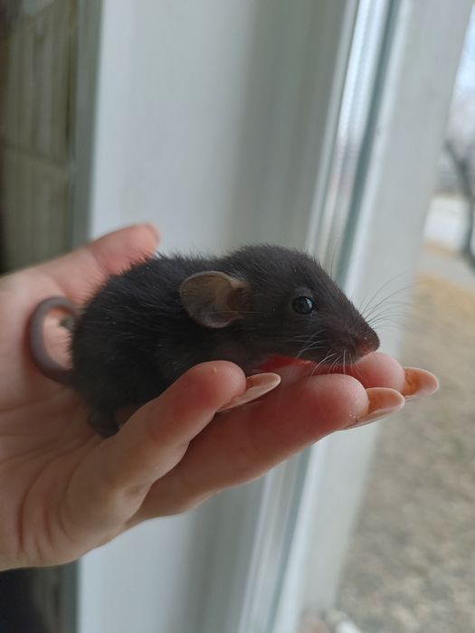 Декоративные крысята дамбо/стандарт 1 месяц