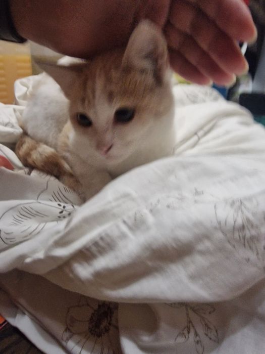 Бесплатно котёнок