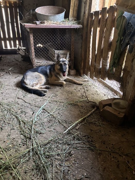 Продаёться собака