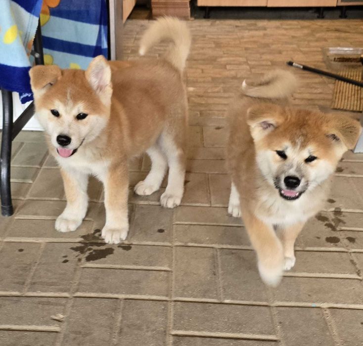Vând Akita Inu, rasă pură, cu pedigree