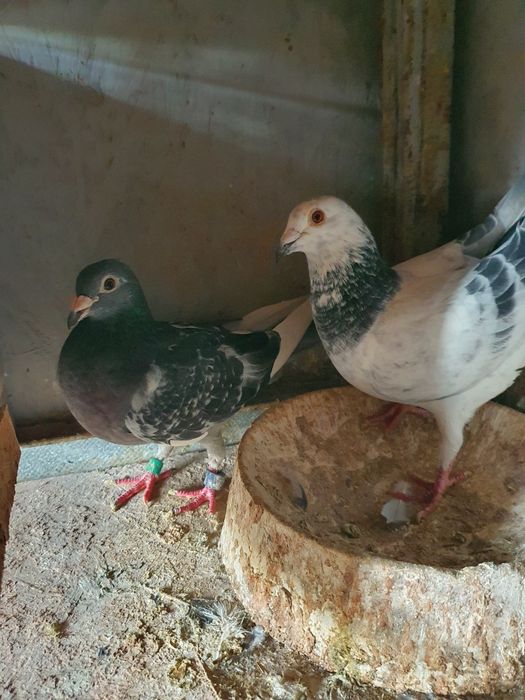 Porumbei fond maraton