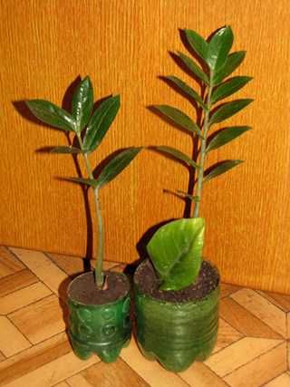 Замиокулькас, долларовое дерево.