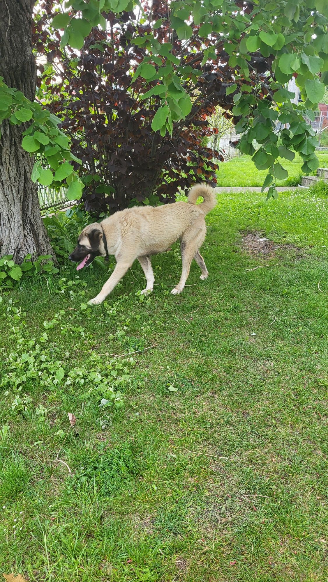 Femelă Kangal 11 luni
