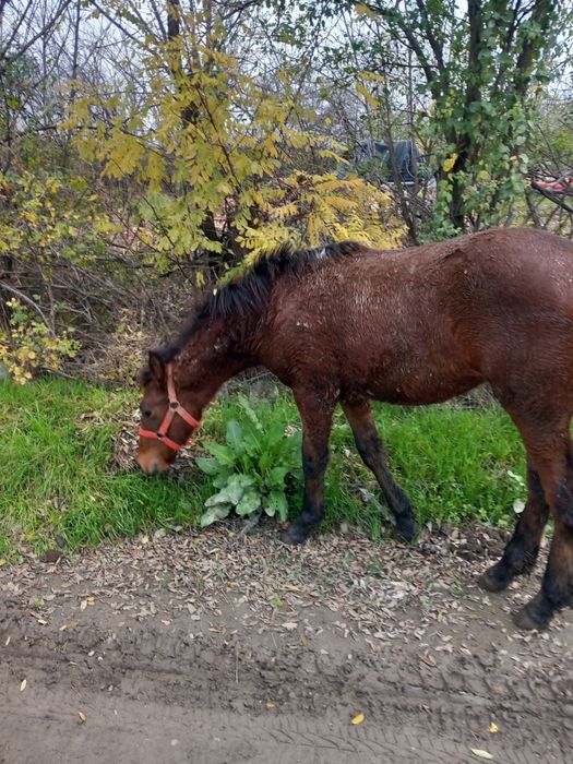Vând iapa în vârstă de 11 ani și manz de 6 luni