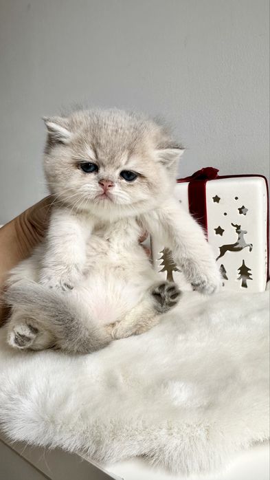 Baietel British Shorthair Chinchilla Blue Golden - Pedigree