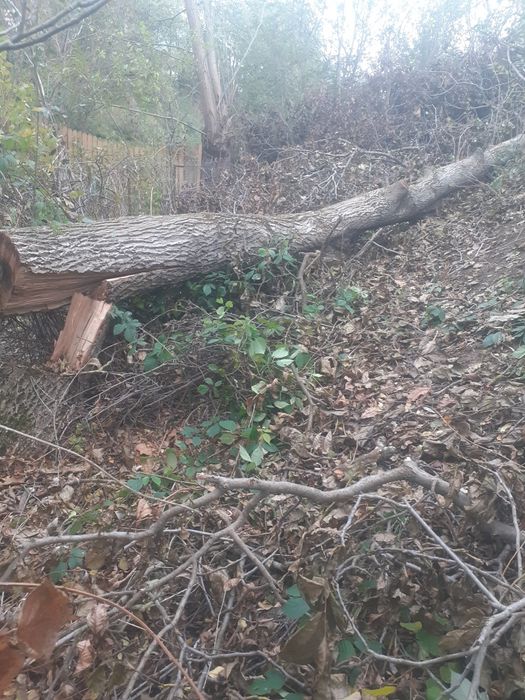 Vând lemn de nuc- trunchi de 6.9 metri.