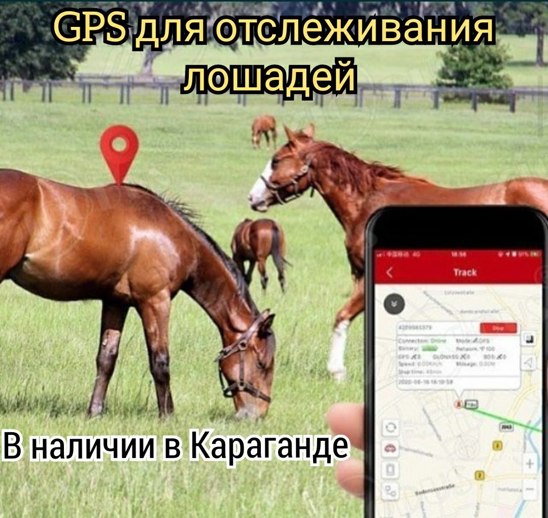 GPS ЖПС трекер жылқыға жпс GPS ошейник трекер для отслеживания лошадей