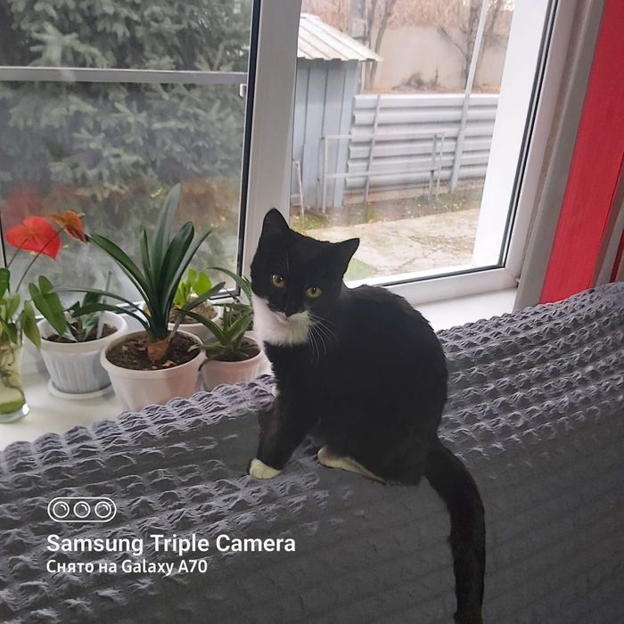 Отдам кошку крыселовку