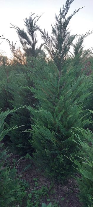 Leylandii 2.5m- 3m gard viu/ calitate premium/ gazon rulou sport