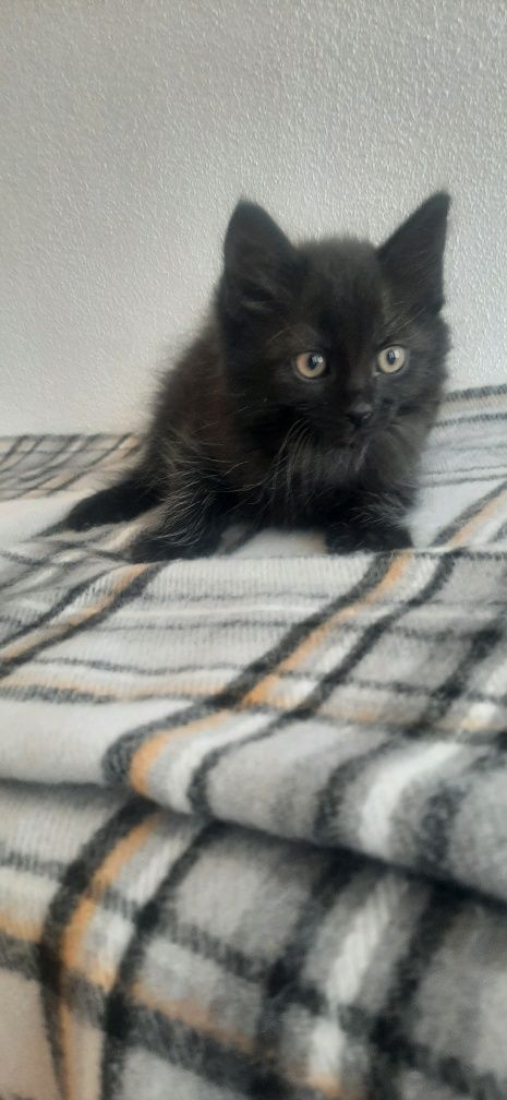 Pui de pisica spre adoptie care au 8 saptamani