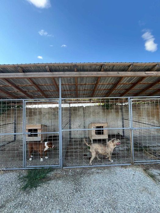 boxe pentru caini