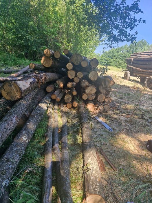 vand lemne stejar salcam
