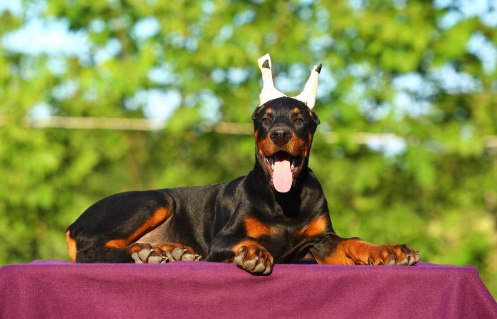 Pui de Doberman European