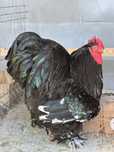 Vand cocos cochinchina urias bobat