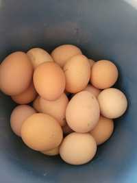 Vând oua de țară