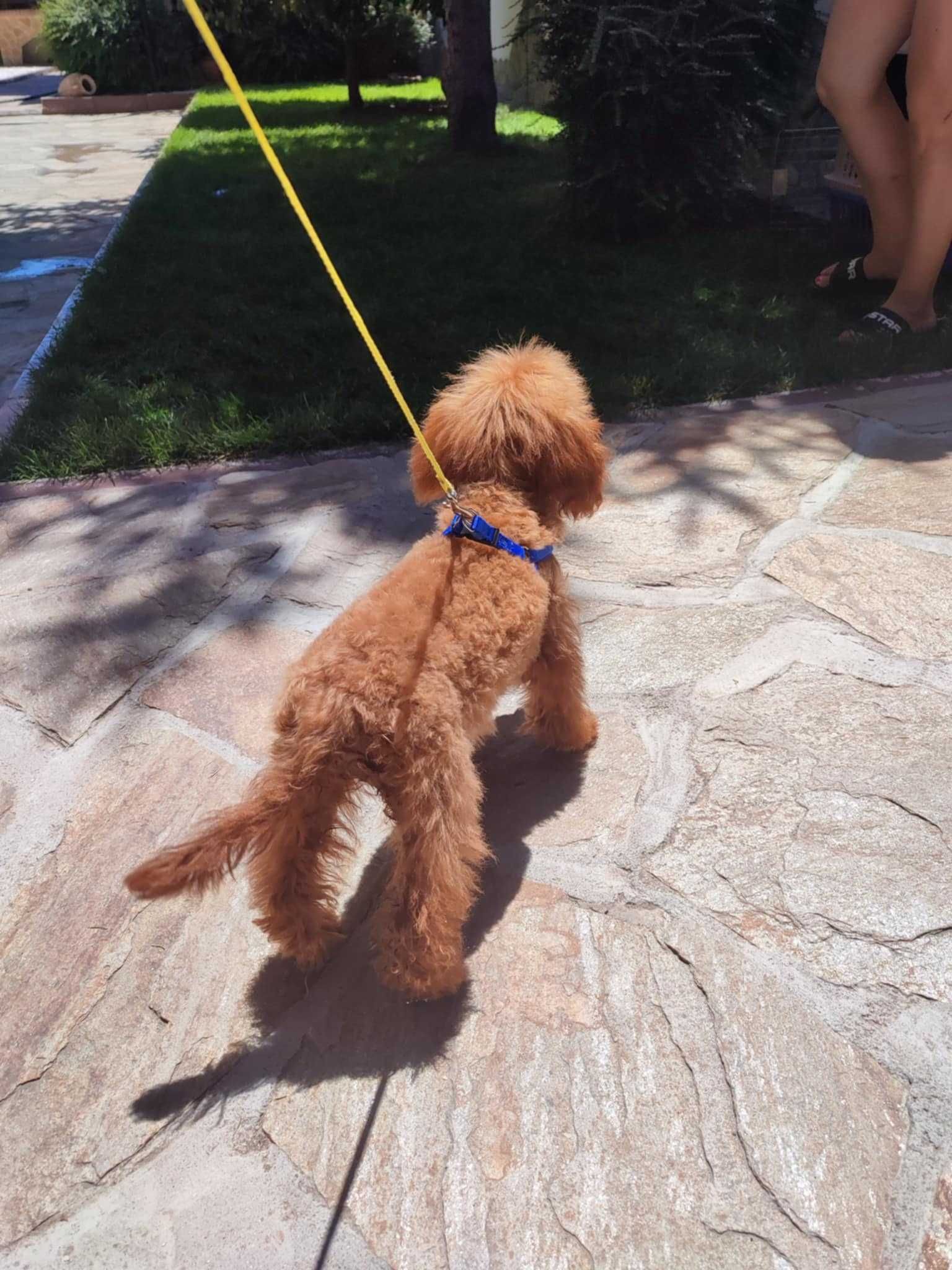Пудел Той/Poodle Toy
