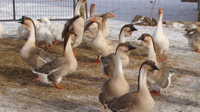 Vand 2 gaste Americane foarte mari pt carne si 5 rate pekin pt carne