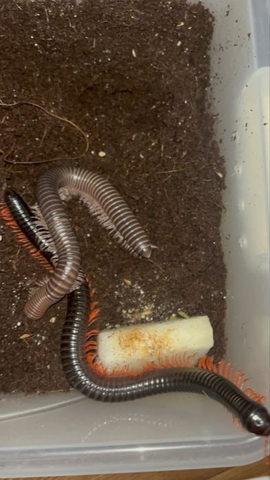 Кивсяки гигас!!! (многоножки)