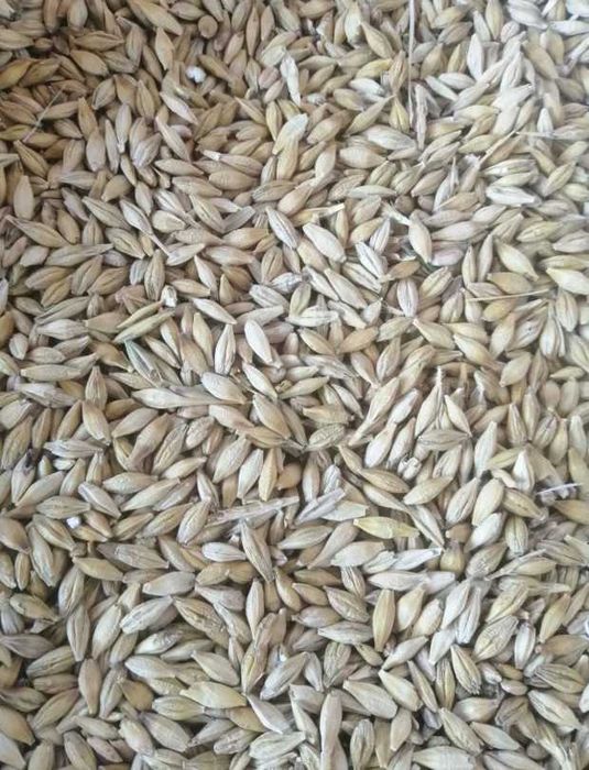 Vand cereale :Grau, orzoaica, floarea soarelui.