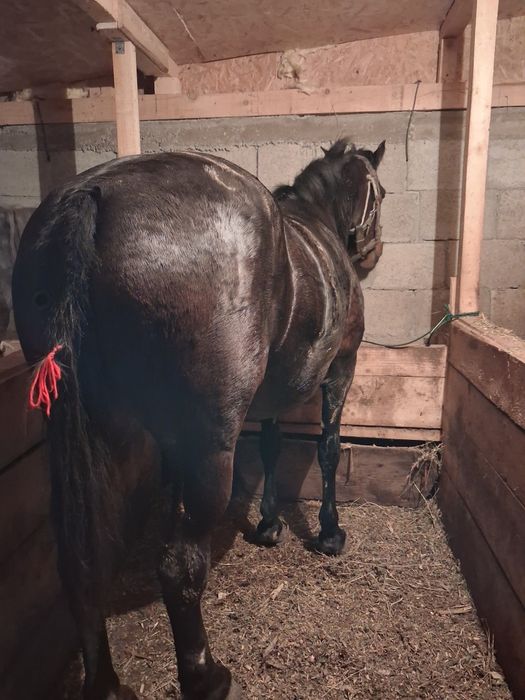 De vanzare iapa de 7 ani