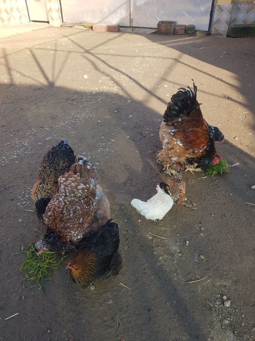 Família de brahma portelan