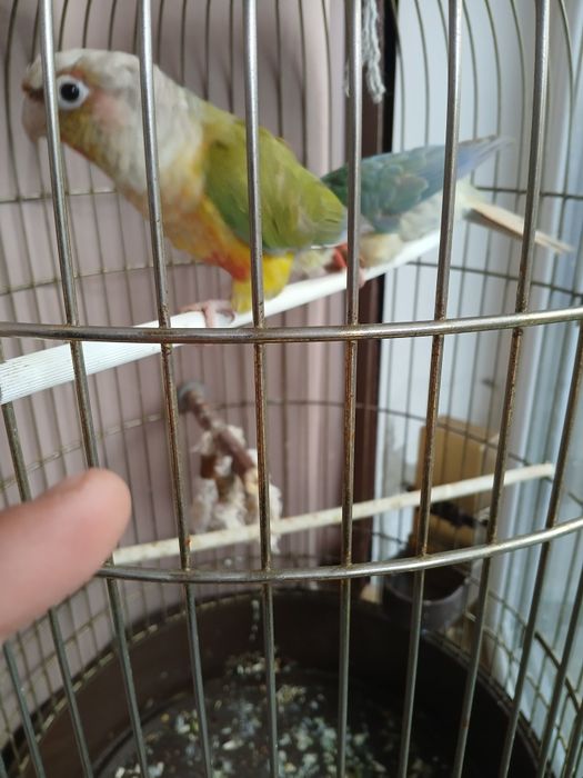 Cusca papagali model deosebit adusă din Franța