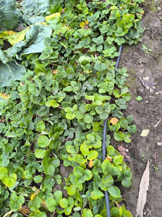 Разсад ягоди / сорт Азия