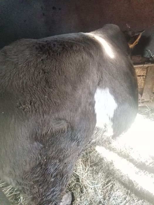 Vand taur brun varsta un an jumtate