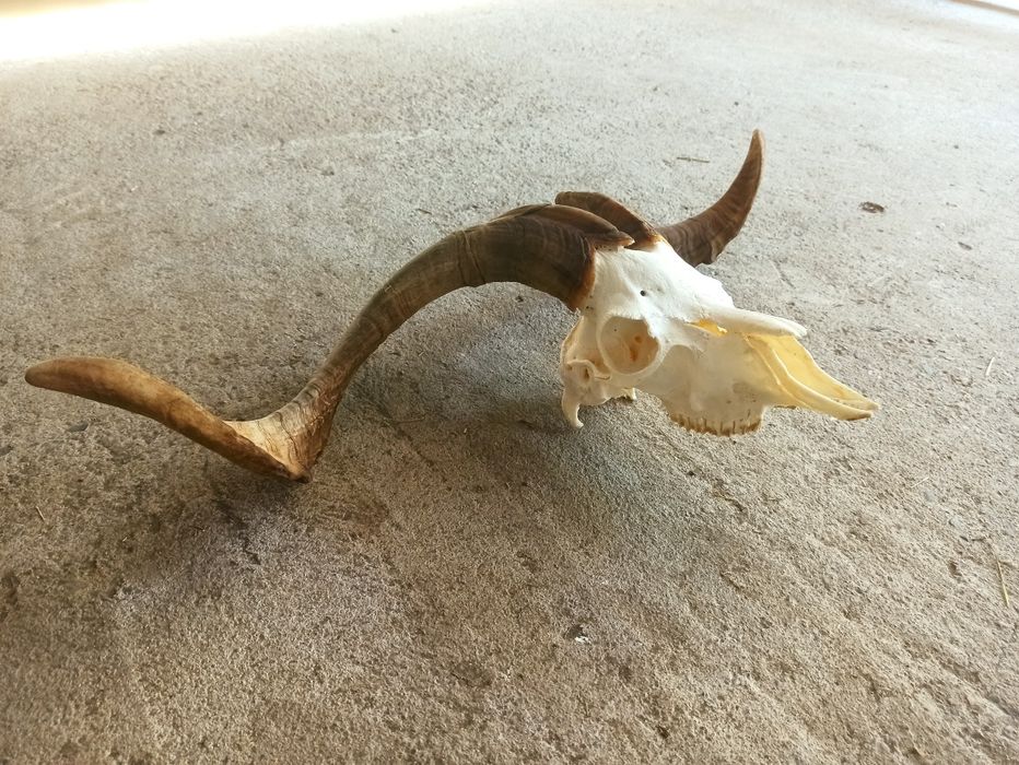 Trofeu țap carpatin