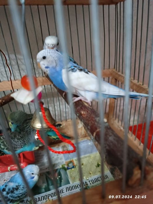 Волнистые молодые забавные