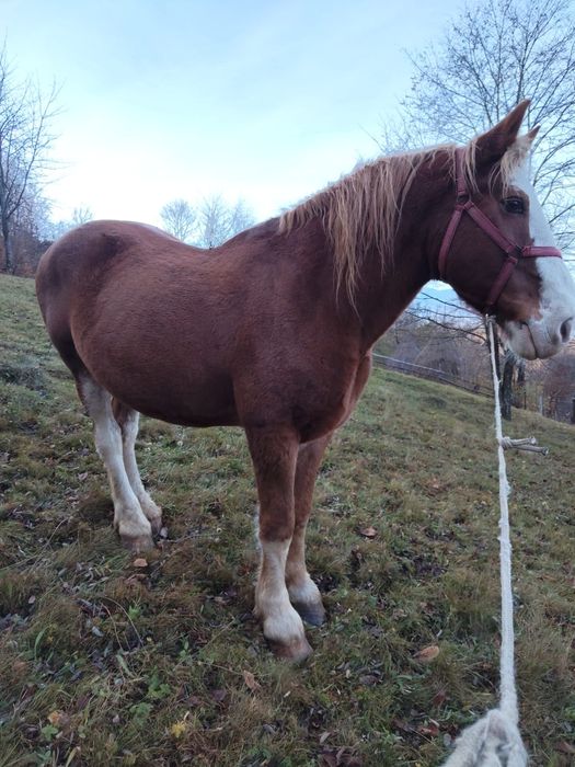 Cal semi greu de vanzare