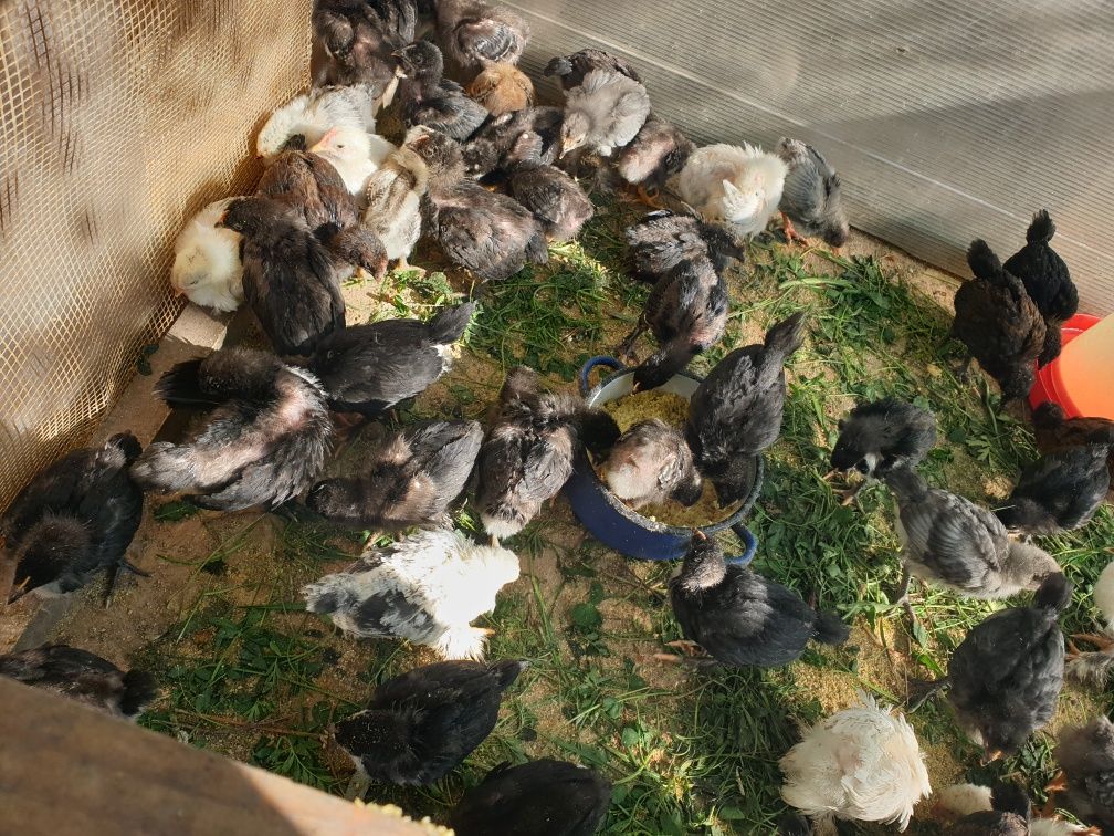 Pui Australorp și alte rase de 6 săptămâni