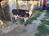 Vând vițică de 3 luni