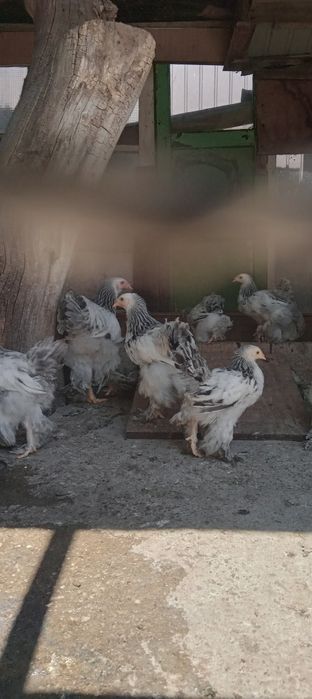 Pui pragma de vanzare