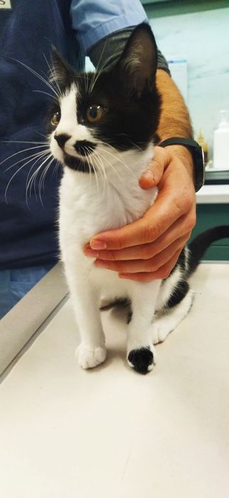 котенца от Созопол